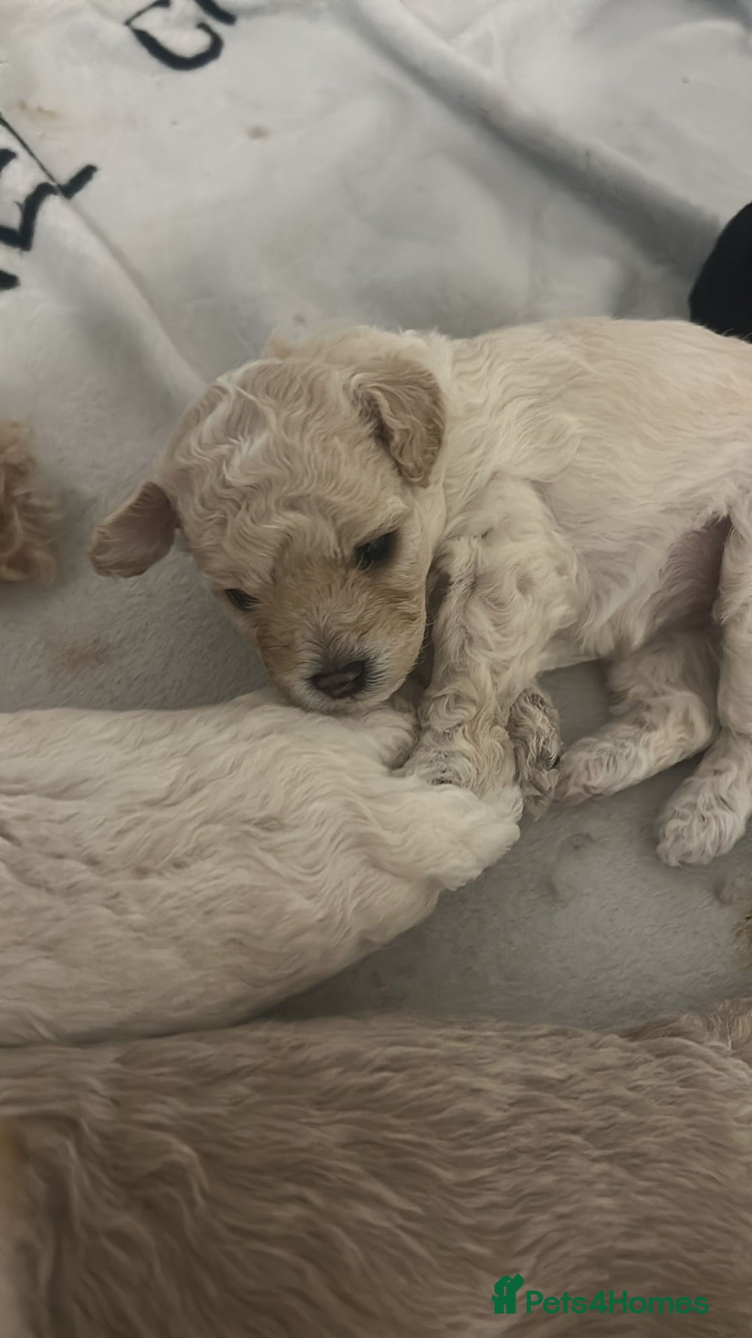 Cavapoochon dogs for sale: 🌟 Ready to leave 23rd Dec F1b cavapoochon puppies - Advert 17