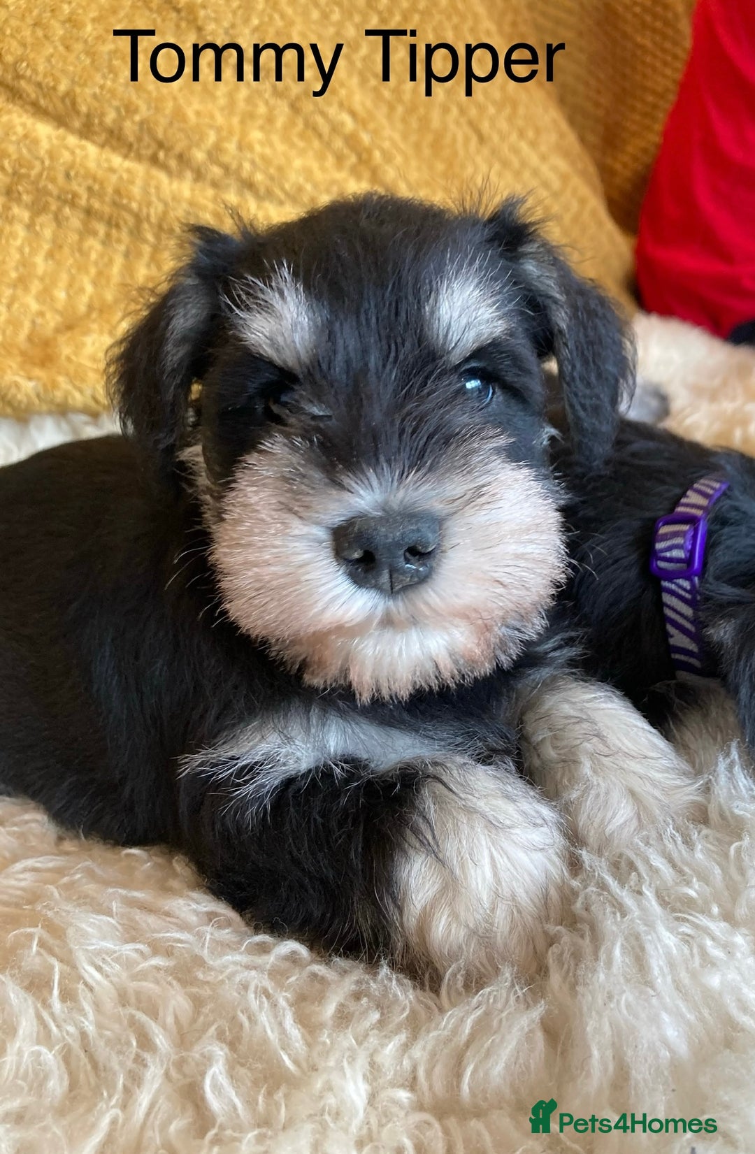 Miniature Schnauzer dogs for sale: Beautiful, KC Registered, health & BVA eye tested. - Advert 16