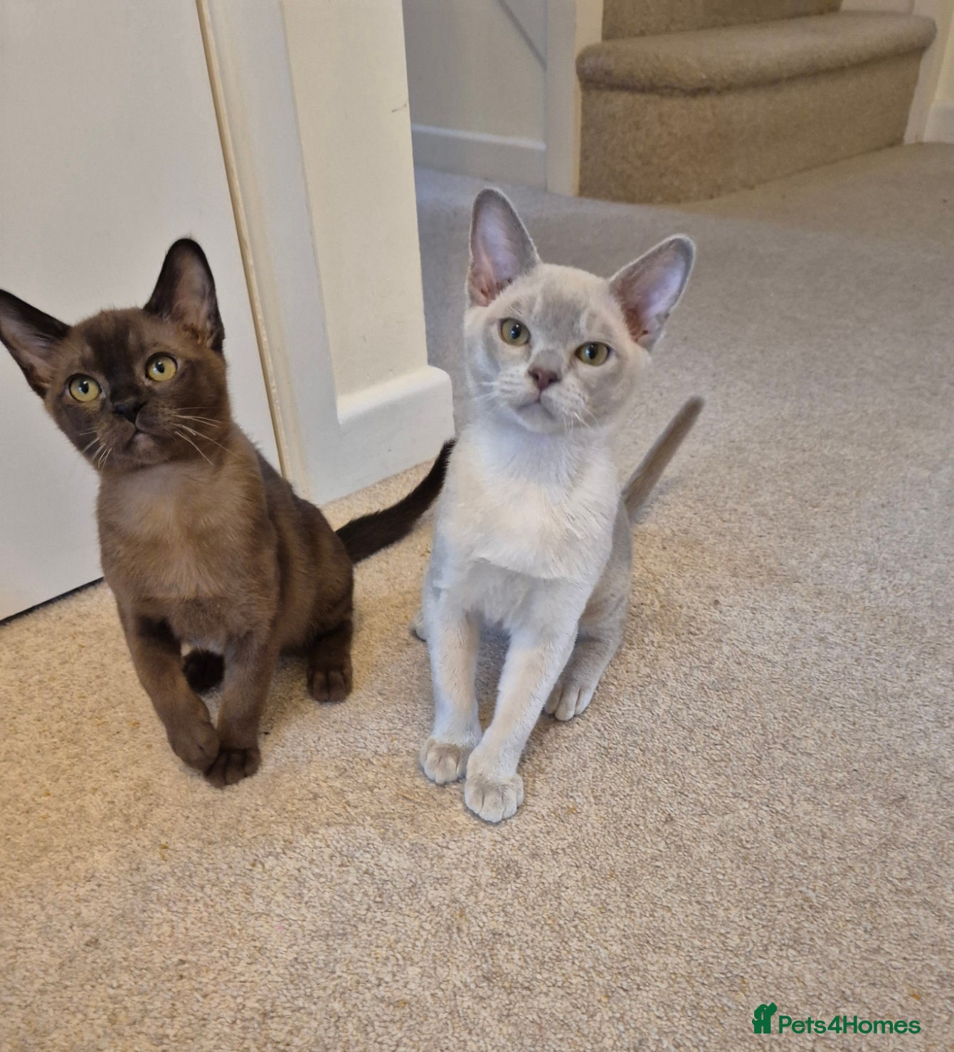 Burmese cats for sale: Pedigree Burmese Kittens Available - Advert 1