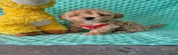 Maltipoo dogs for sale: Maltipoo  - Advert 6