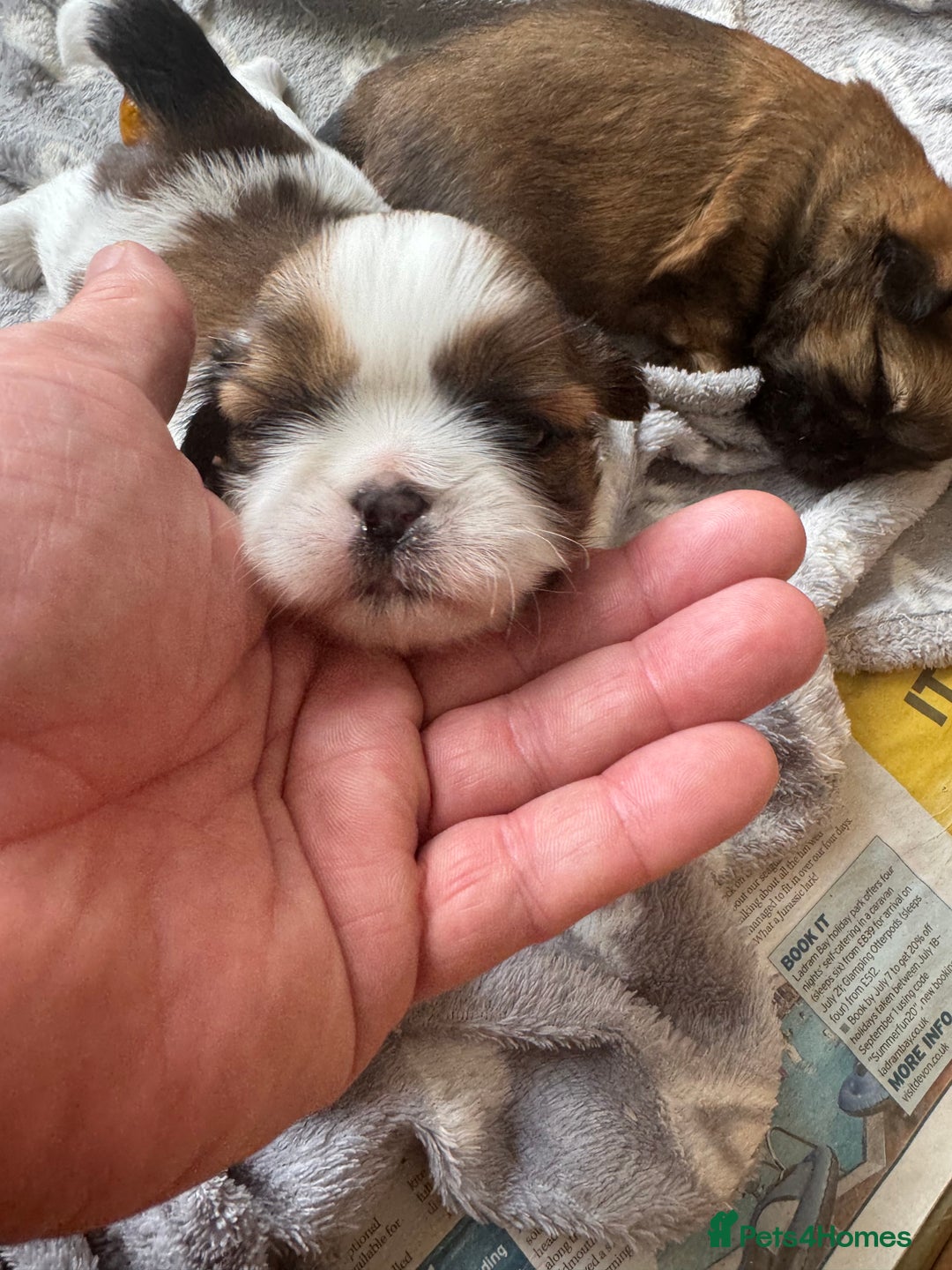 Shih Tzu dogs for sale: Beautiful Shih Tzu Pups - Image 18