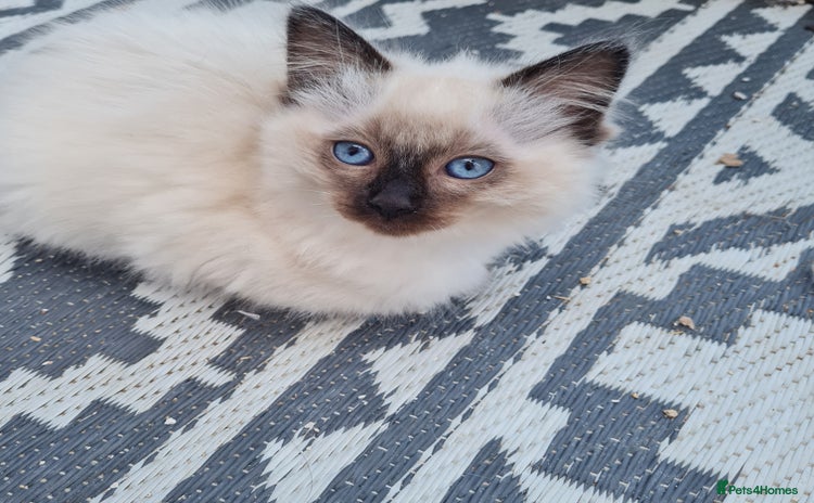 Ragdoll cats - Advert 1