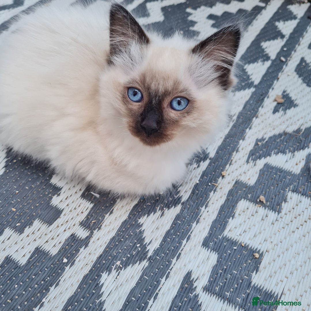 Ragdoll cats for sale: Pure Ragdoll kittens  - Image 1