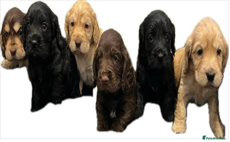 Cocker Spaniel dogs Show type cocker spaniels  - Advert 9