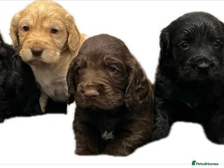 Cocker Spaniel dogs Show type cocker spaniels - Advert 1