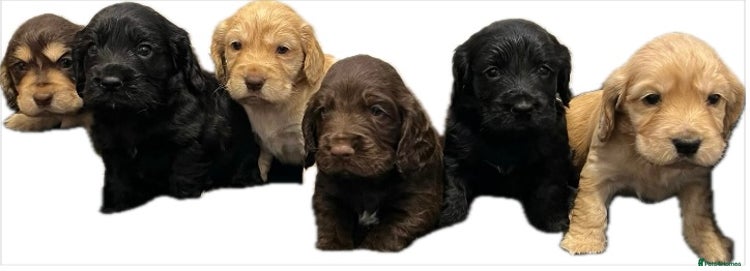Cocker Spaniel dogs Show type cocker spaniels - Advert 2