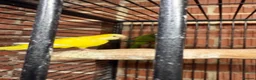 Parakeets birds for sale: Pair of adult monks parakeets in Leeds - Advert 2