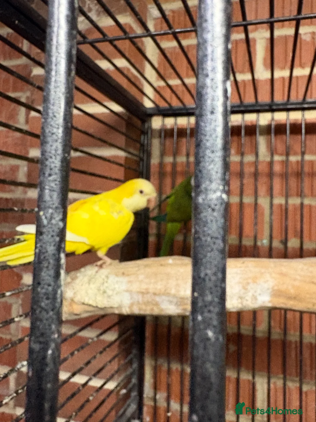 Parakeets birds for sale: Pair of adult monks parakeets in Leeds - Advert 2
