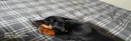 Miniature Dachshund dogs for sale: 13  week old mini dachshund puppy   - Advert 1
