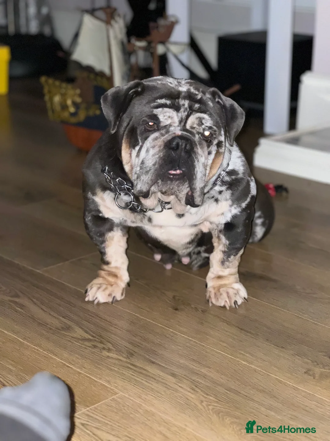 English Bulldog dogs for sale: Stunning English bulldog bitch - Advert 6