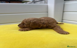 Toy Poodle dogs for sale: Adorable Toy Poodle Pups Looking for Forever Homes - Image 4