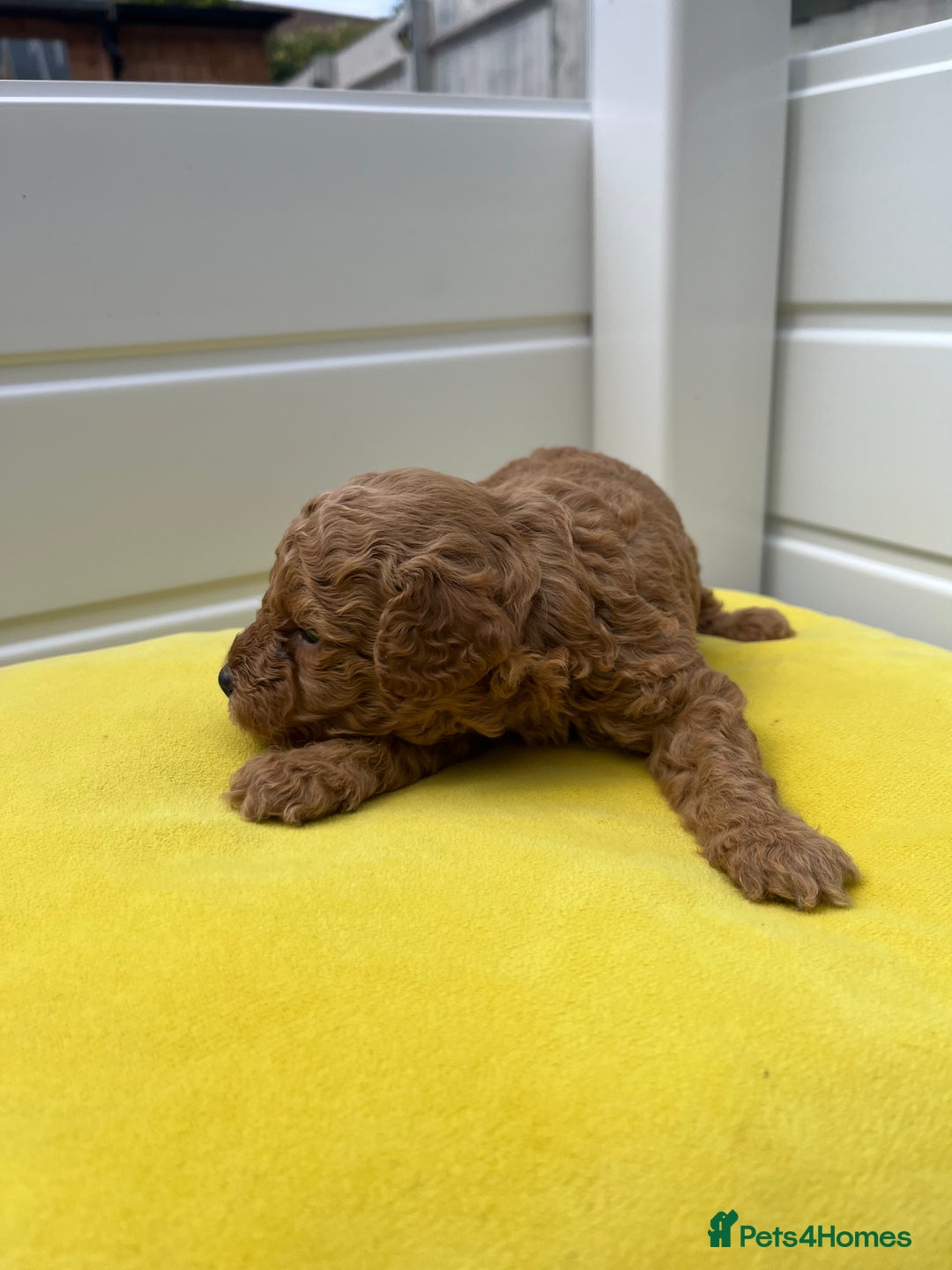 Toy Poodle dogs for sale: Adorable Toy Poodle Pups Looking for Forever Homes - Image 4