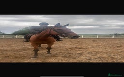 Irish Thoroughbred horses for sale: 9 yr old allrounder, 16.1, Irish mare in Bargoed - Image 3