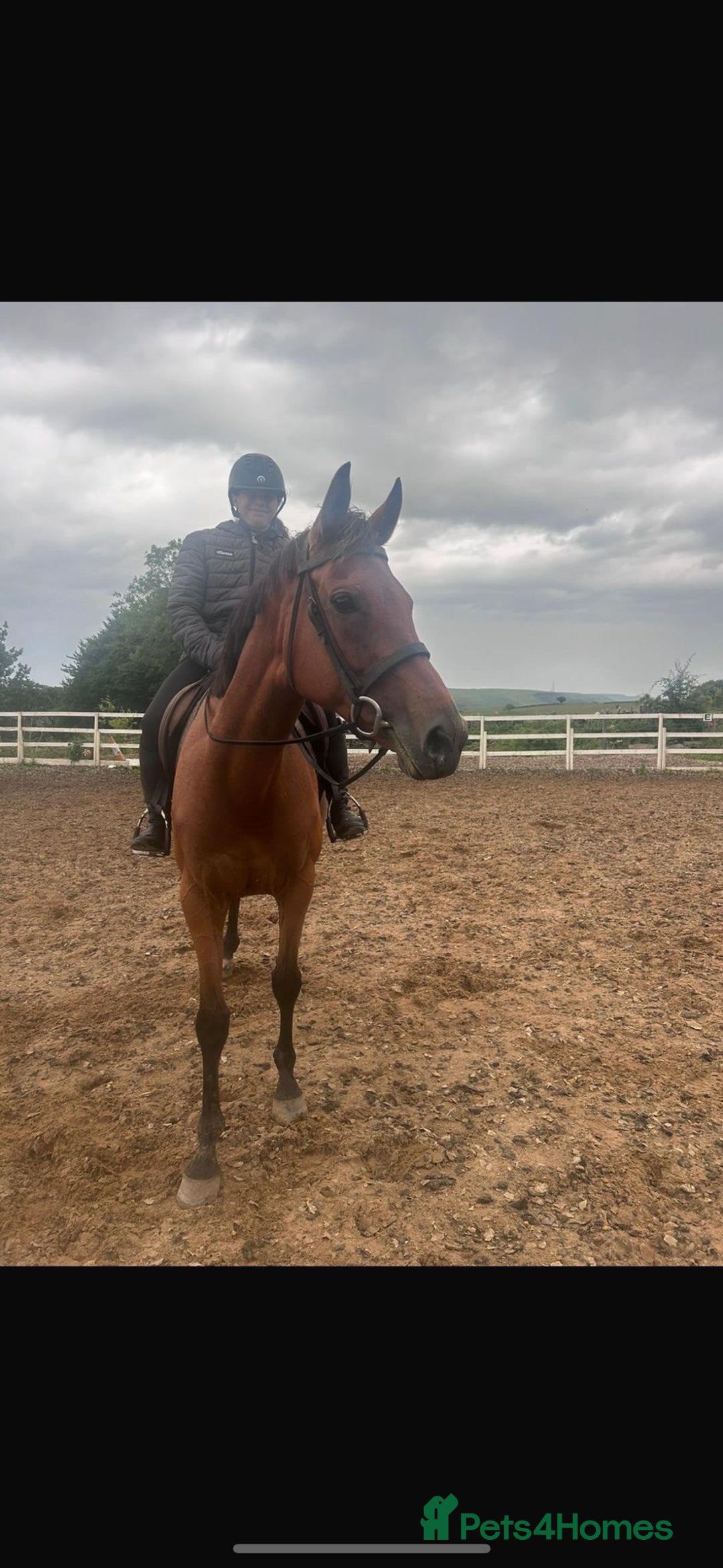 Irish Thoroughbred horses for sale: 9 yr old allrounder, 16.1, Irish mare in Bargoed - Image 3