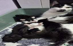 Mixed Breed cats for sale: One male and female tabby kittens  - Image 10