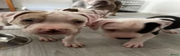 American Bulldog dogs for sale: Puppies for sale only 3 left in Mitcham - Advert 7