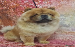 Chow Chow dogs for stud: MAGESTIC CHOW CHOW STUD  - Image 2