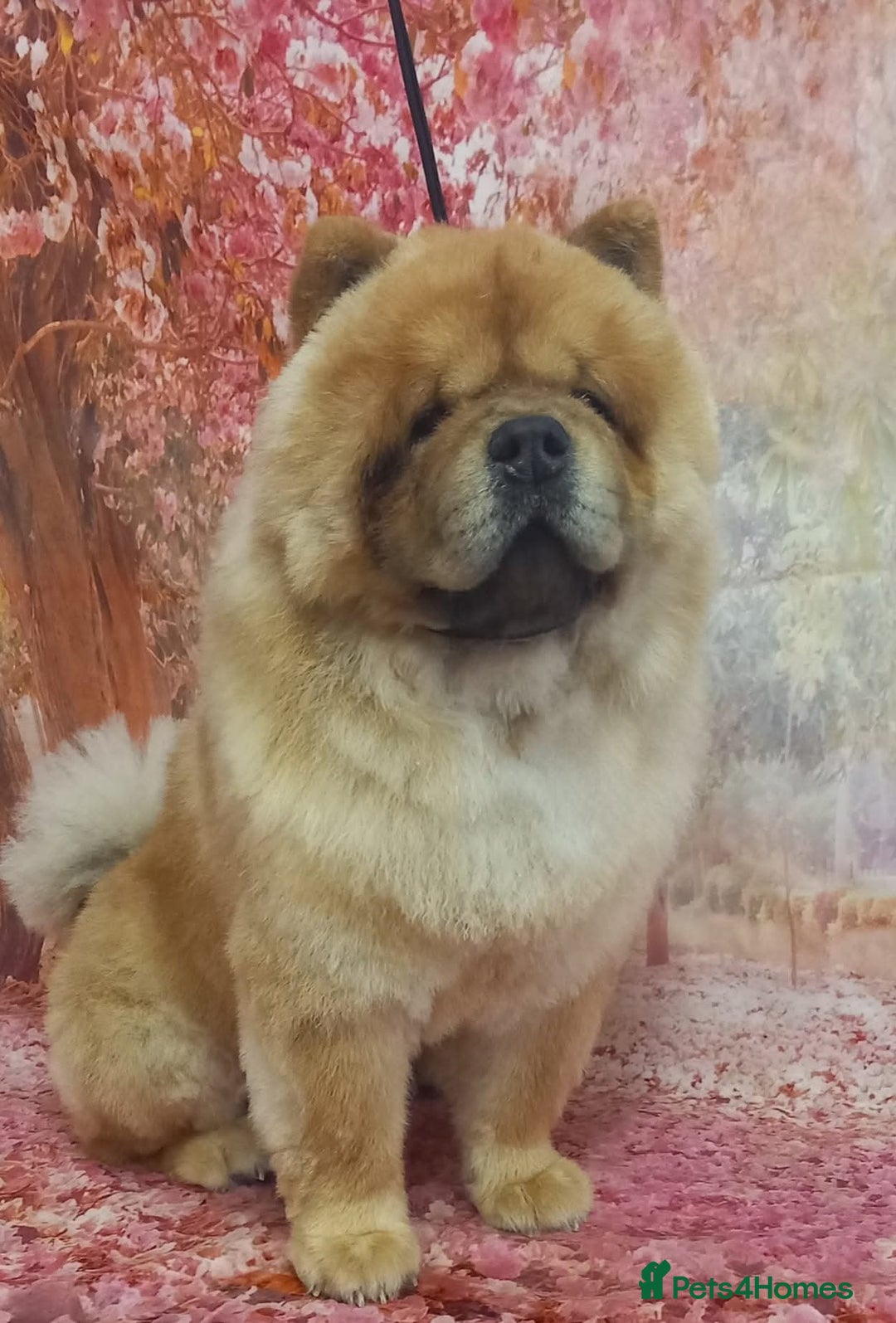 Chow Chow dogs for stud: MAGESTIC CHOW CHOW STUD  - Image 2