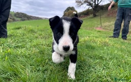 Border Collie dogs for sale: Lovely black and white sheepdog pups  - Image 3