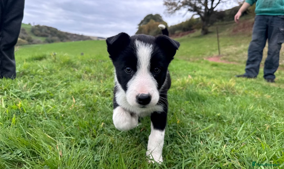 Border Collie dogs for sale: Lovely black and white sheepdog pups  - Image 3