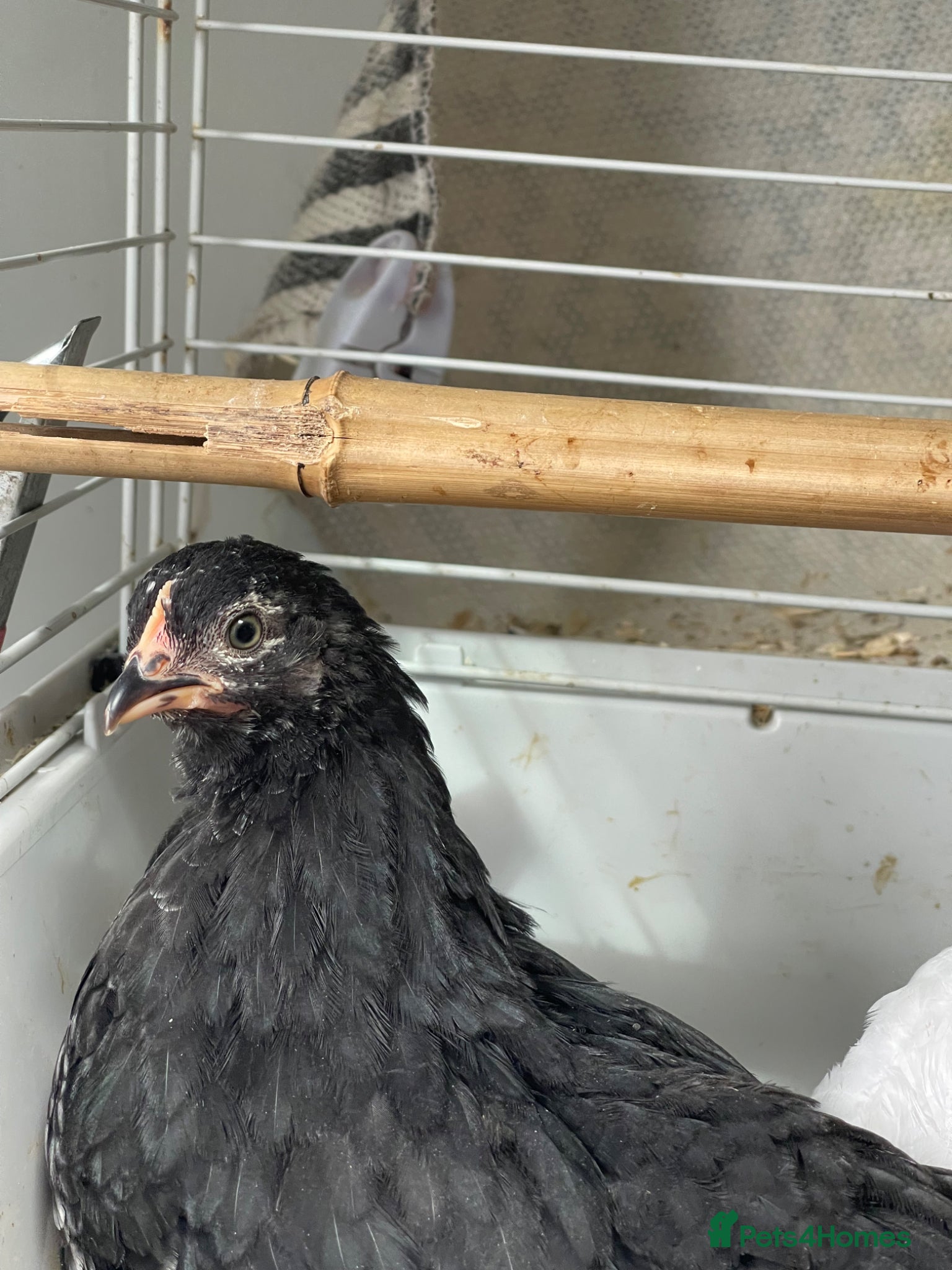 Chickens poultry for sale:  Appenzeller, Pekin, Brakel, Guinea Fowl, Bobwhite in Aberaeron - Advert 2