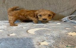 Cockapoo dogs for sale: Cockapoo puppies  - Image 11