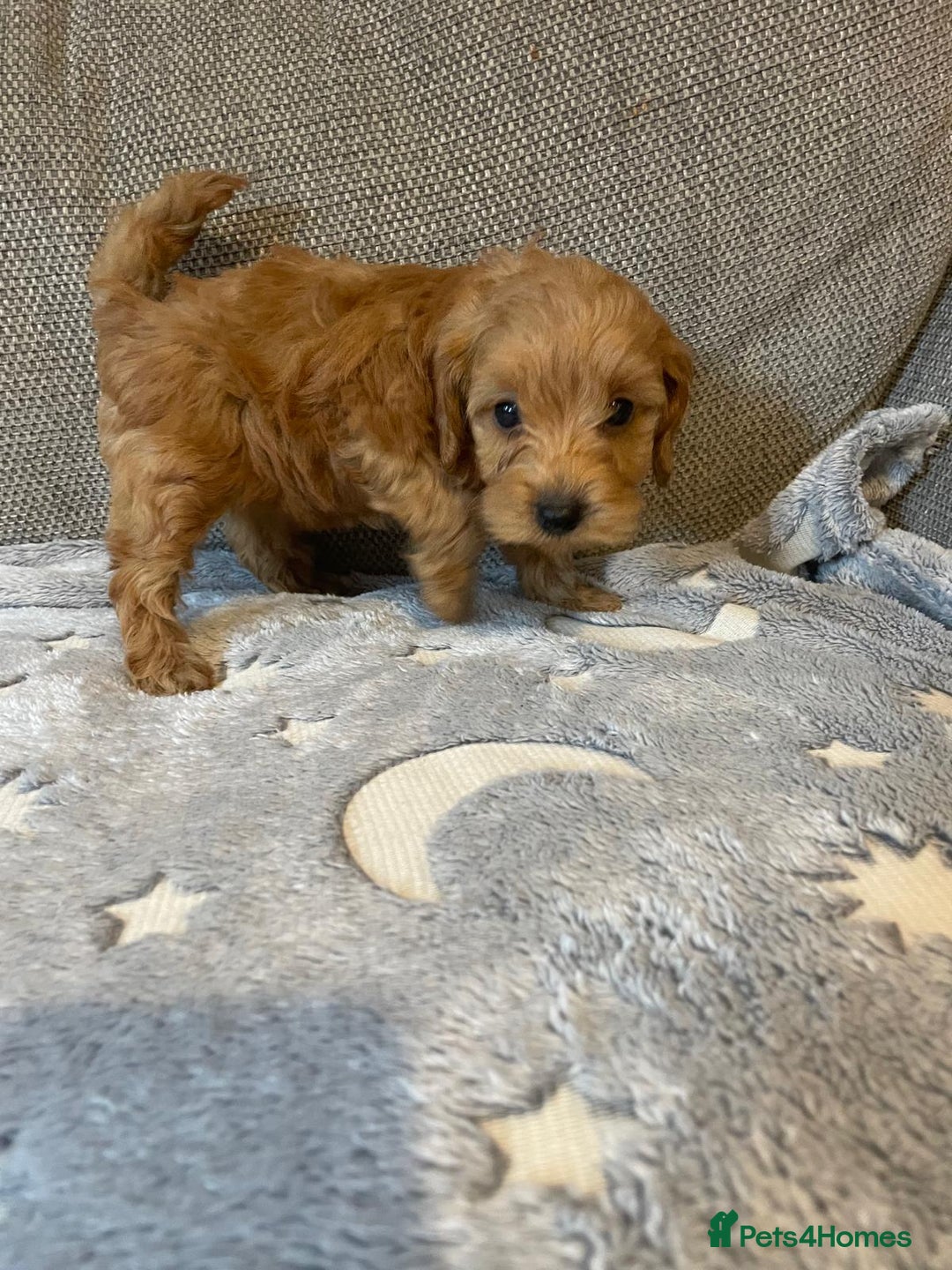 Cockapoo dogs for sale: Cockapoo puppies  - Image 11