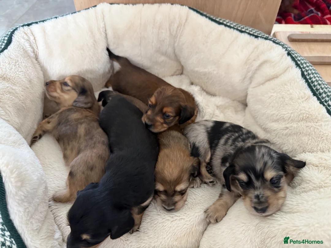 Miniature Dachshund dogs for sale: Long Haired Miniature Dachshund Puppies - Advert 1