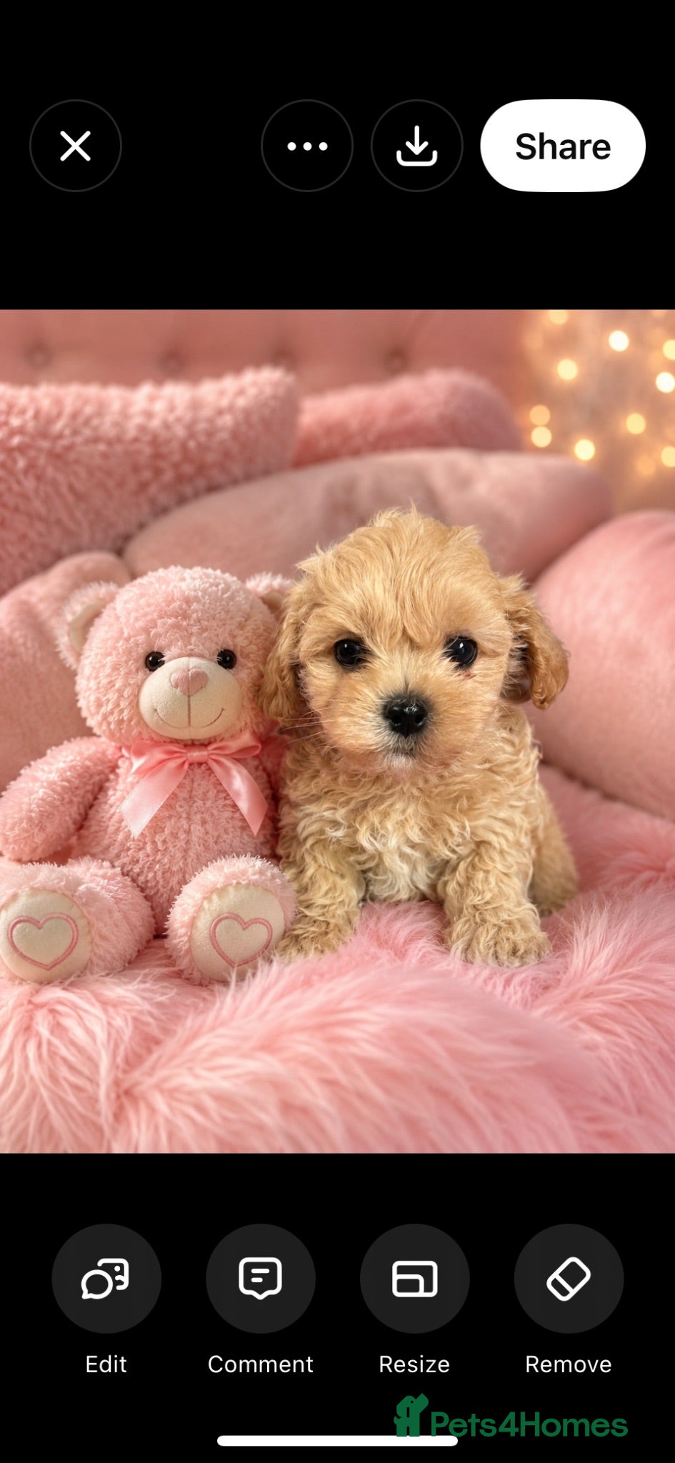 Maltipoo dogs Toy Asian Mum/Korean Dad bred Maltipoo puppies - Advert 1