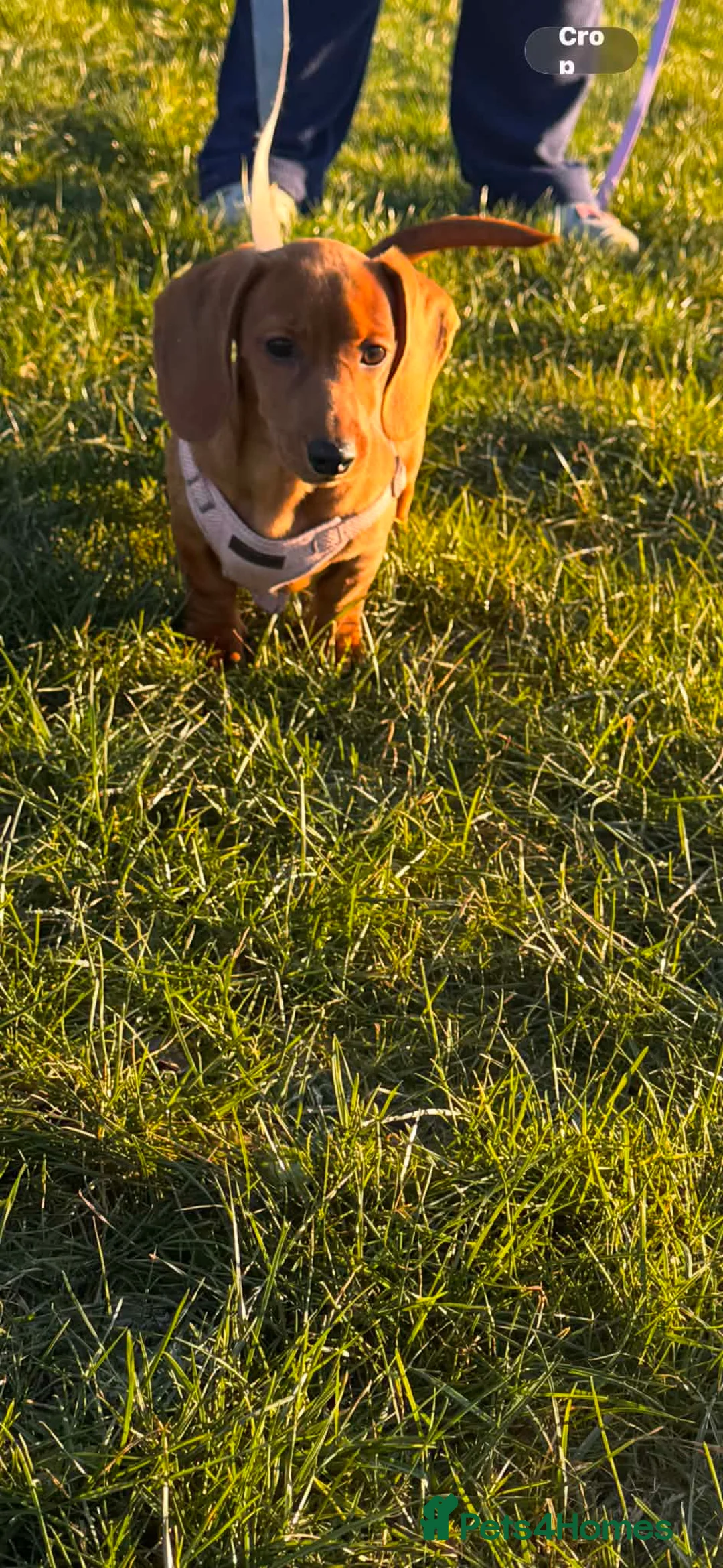 Dachshund dogs for sale: Tiny  in Rochdale - Advert 5