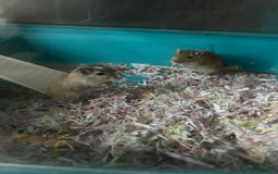 Gerbil rodents for sale: 2  gerbils and cage 9 month old  - Image 1