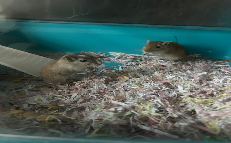 Gerbil rodents - Advert 2