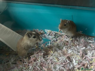 Gerbil rodents 2 gerbils and cage 9 month old - Advert 16