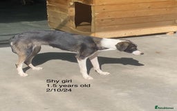 Mixed Breed dogs for adoption: Kaia, 1.5 yrs approx. Available for adoption. - Advert 3