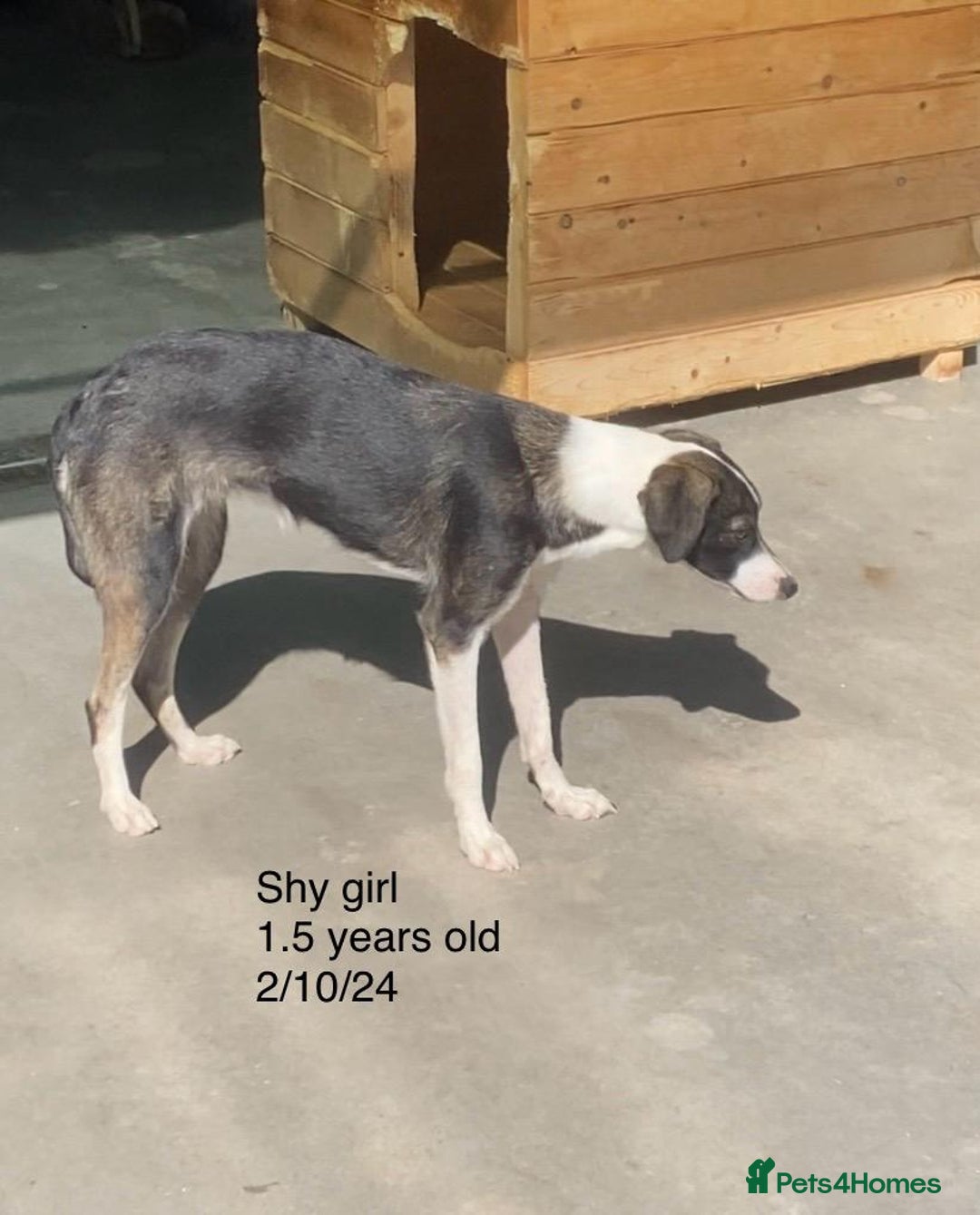 Mixed Breed dogs for adoption: Kaia, 1.5 yrs approx. Available for adoption. - Advert 3