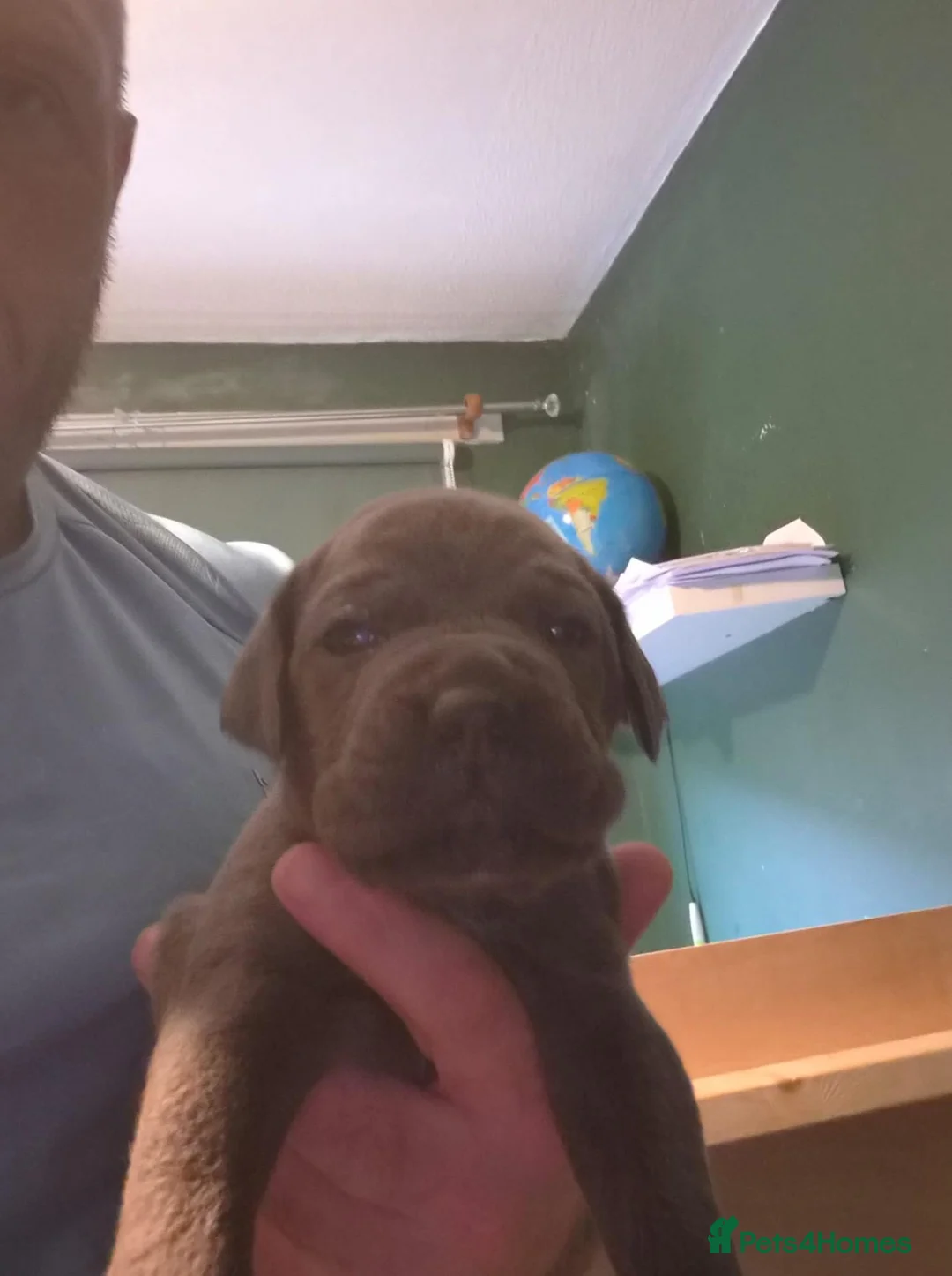Cane Corso dogs for sale: 🐾 10 BEAUTIFUL CANE CORSO PUPPIES FOR SALE 🐾 - Advert 20