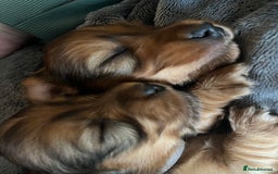 Miniature Dachshund dogs for sale: Family owned miniature longhaired dachshunds - Image 17