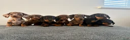 Dachshund dogs for sale: Beautiful Dachshund puppies  - Advert 1