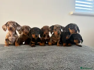 Dachshund dogs Beautiful Dachshund puppies - Advert 4