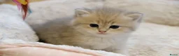 British Shorthair cats for sale: Gorgeous BSH golden kittens pedigree TICA - Advert 11