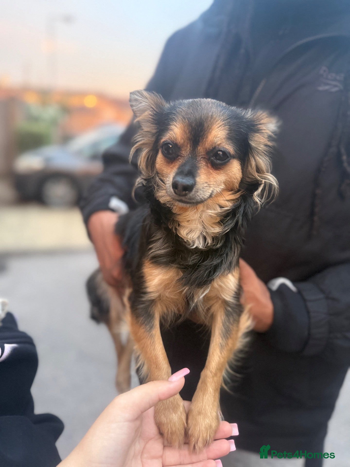 Mixed Breed dogs 4 stunning males looking for a forever home💞 - Advert 1