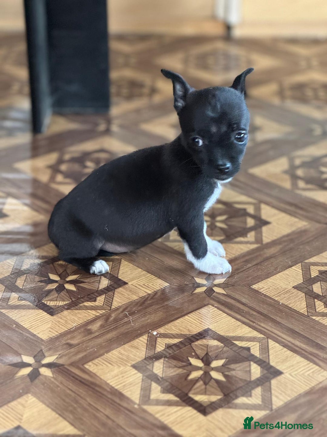 Mixed Breed dogs for adoption: FLORA - a Lovely tiny puppy girl for a Loving Home - Advert 29