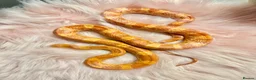 Corn Snake reptiles for sale: Amel Corn Snake High Red Line, Adult Male - Advert 2