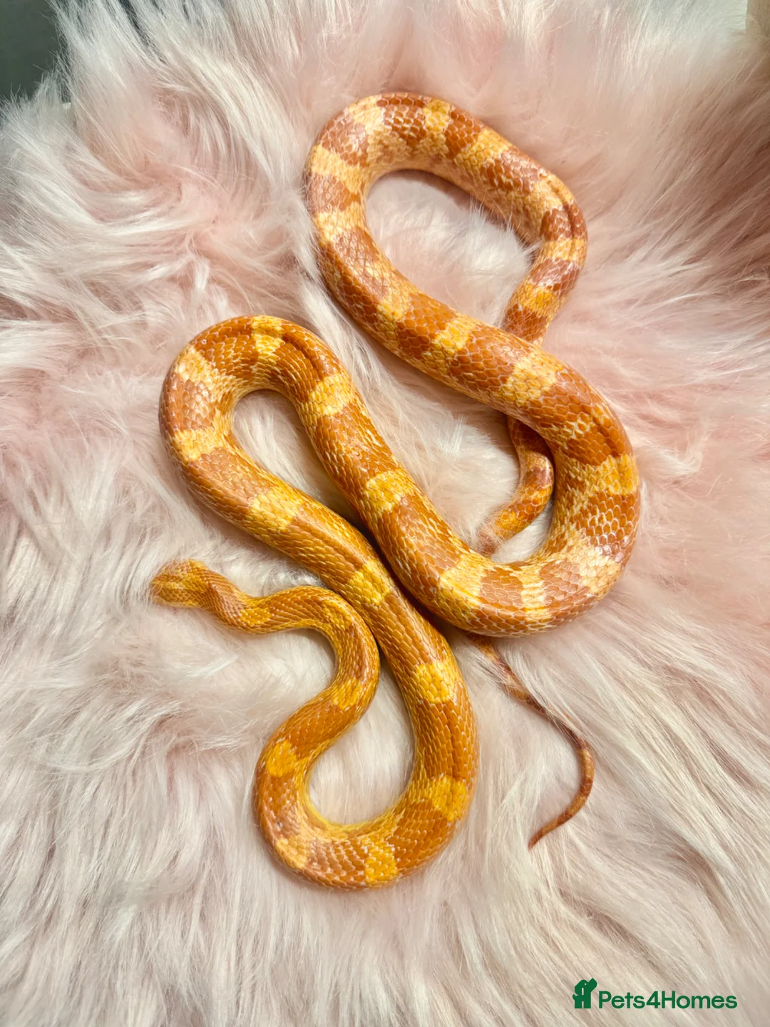 Corn Snake reptiles for sale: Amel Corn Snake High Red Line, Adult Male - Advert 2