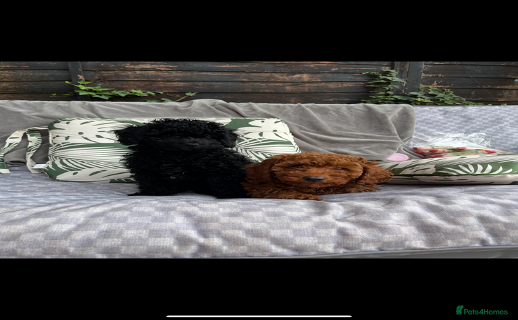 Miniature Poodle dogs - Advert 3