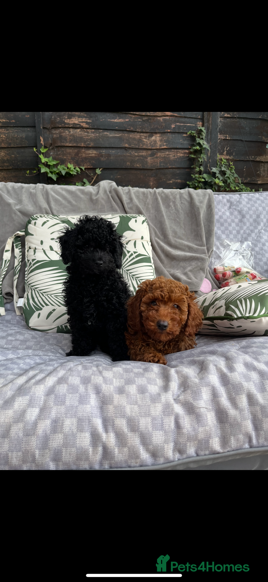 Miniature Poodle dogs for sale: Miniature poodle male - Image 1