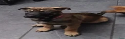 Belgian Shepherd Dog dogs for sale: Duch Shepherd cross Belgian malinois ONLY 1 LEFT - Advert 2