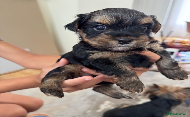 Yorkshire Terrier dogs - Advert 6