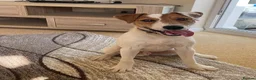 Jack Russell dogs for stud: Russell Terrier for Stud  - Advert 4