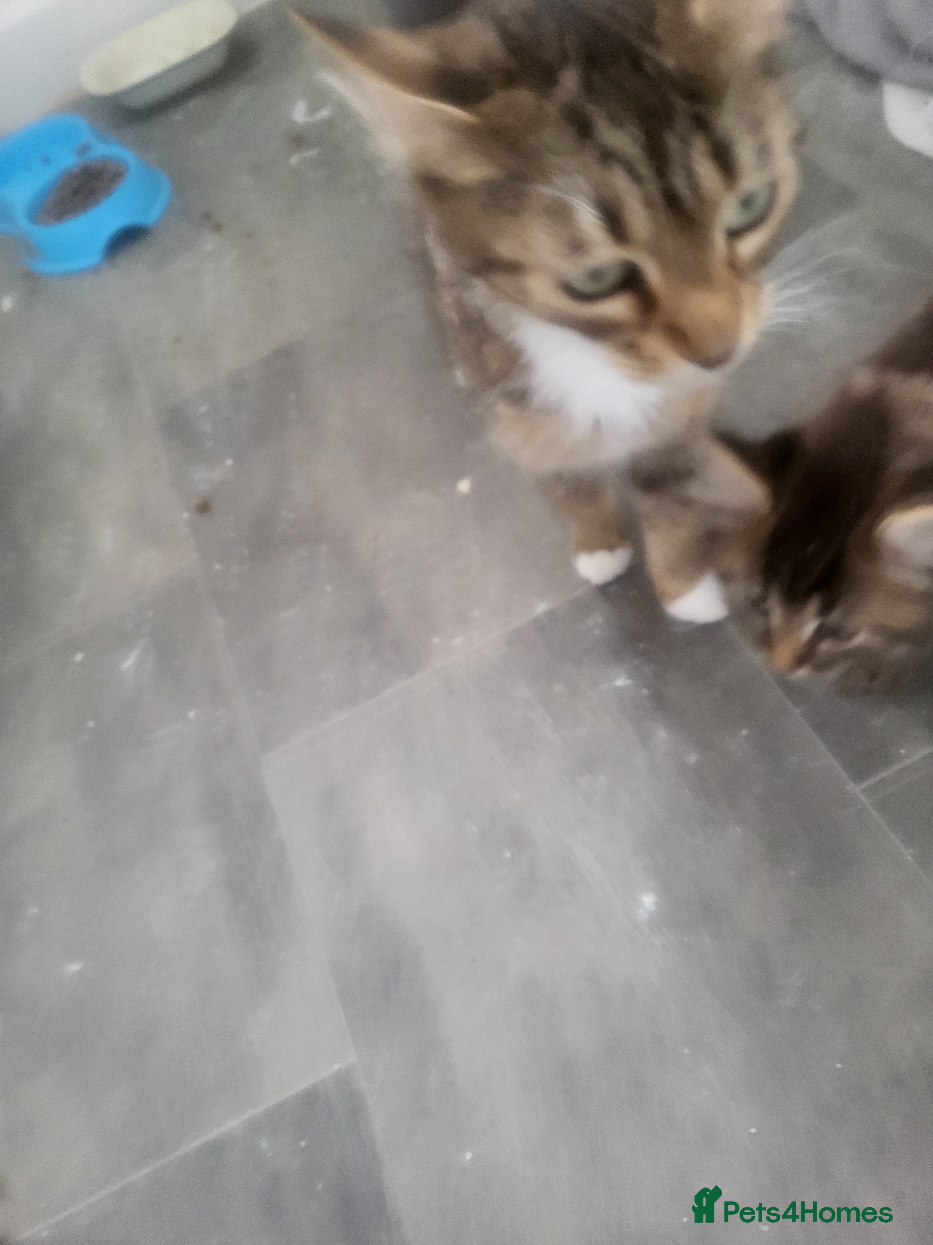 British Shorthair cats Kittens - Advert 1